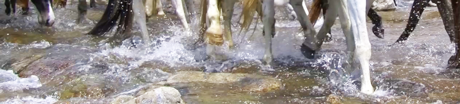 rivière-troupe-chevaux