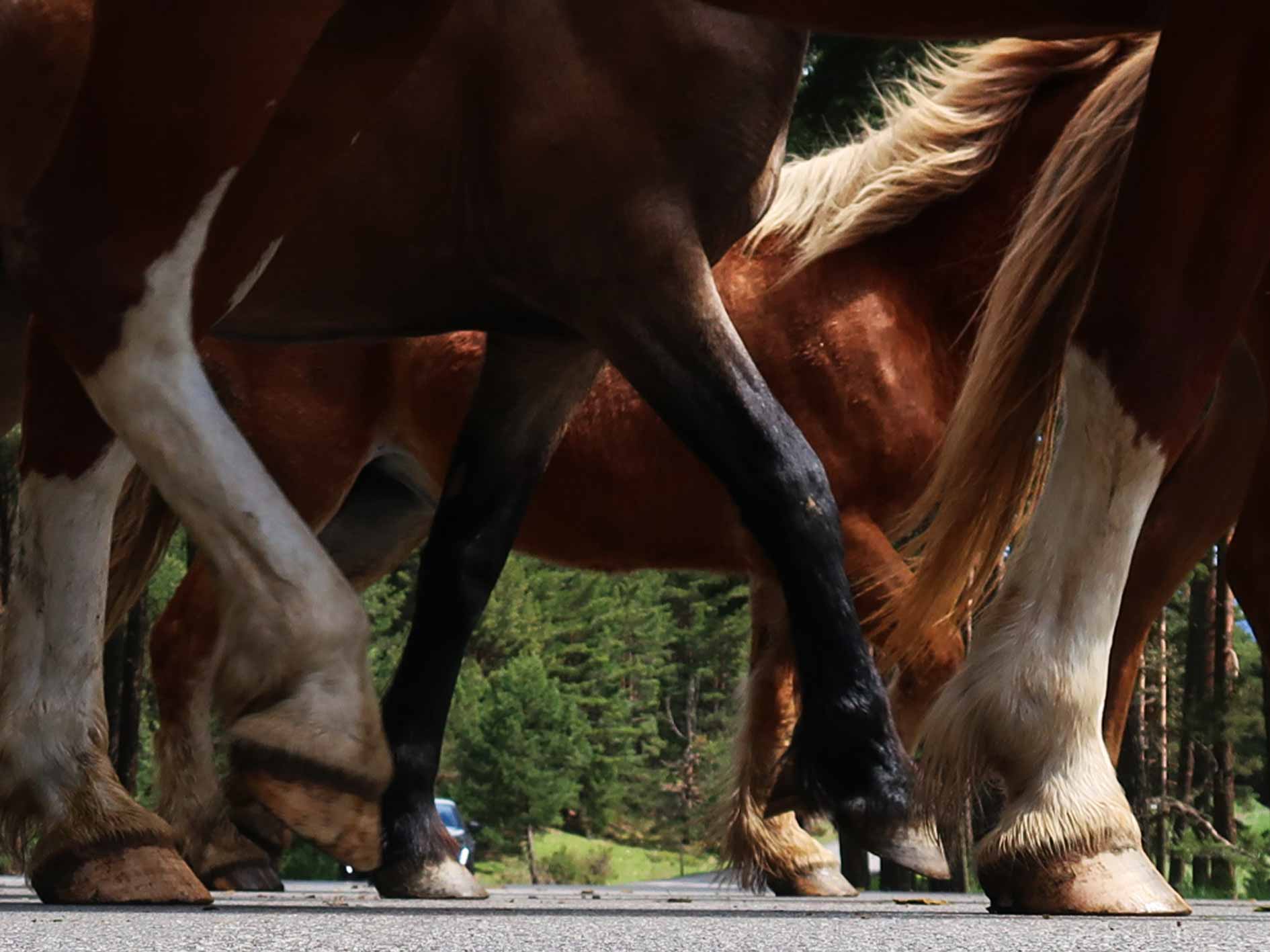 pas-chevaux