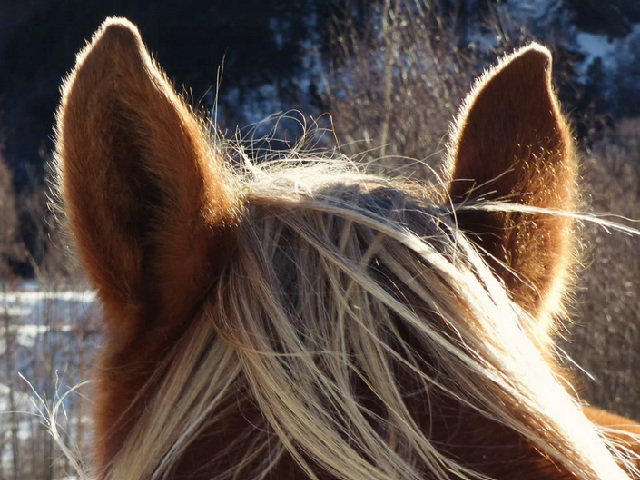 oreilles-roxanne-soleil