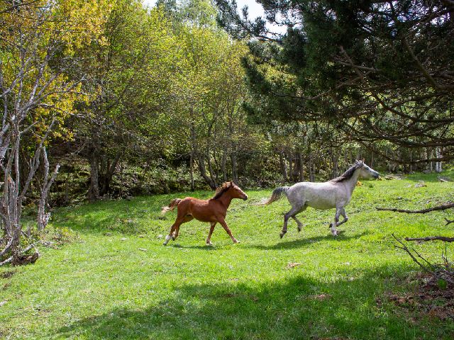 galop:bois